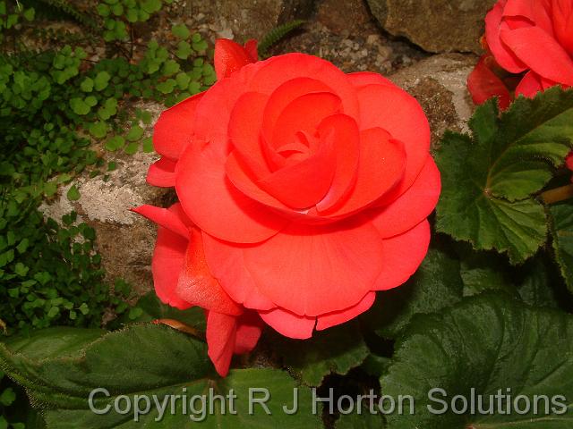 Begonia tuberous